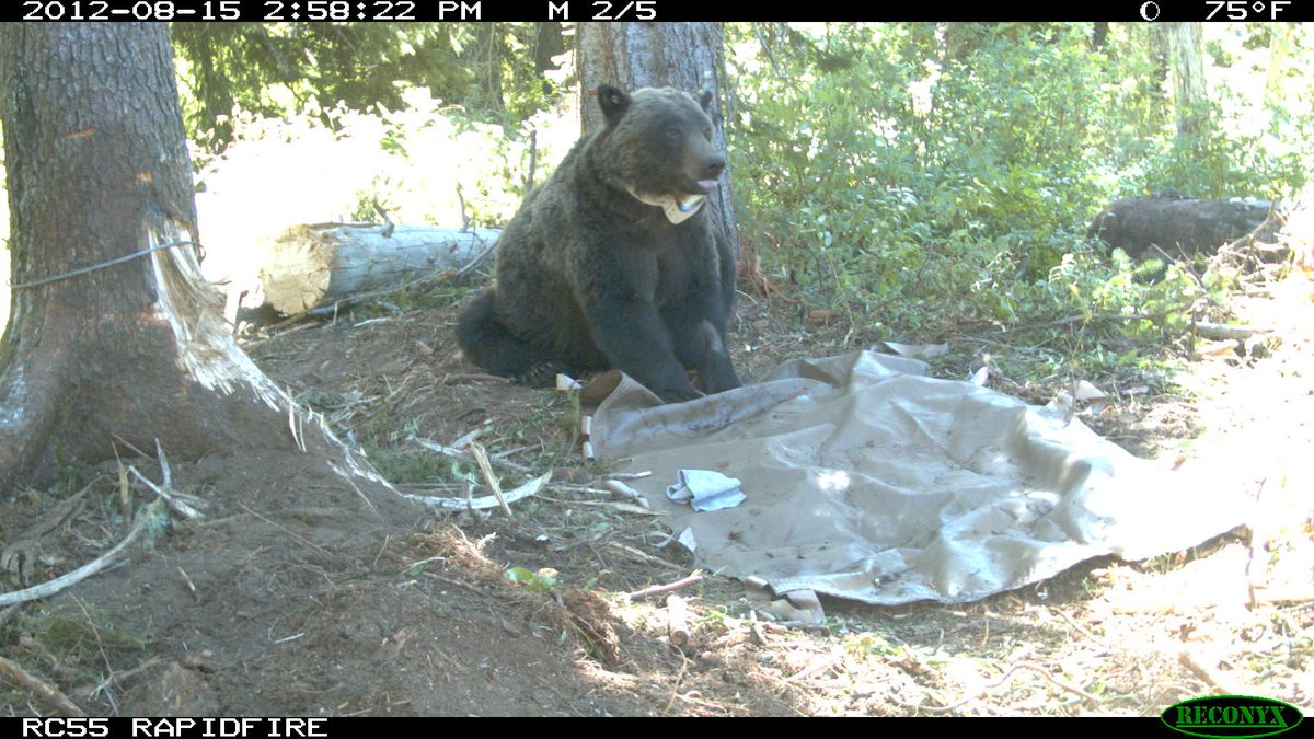 A 5 year old grizzly bear wakes up after being trapped by researchers, tranquilized and radio collared north of Upper Priest Lake in 2012. (U.S. Fish and Wildlife Service)