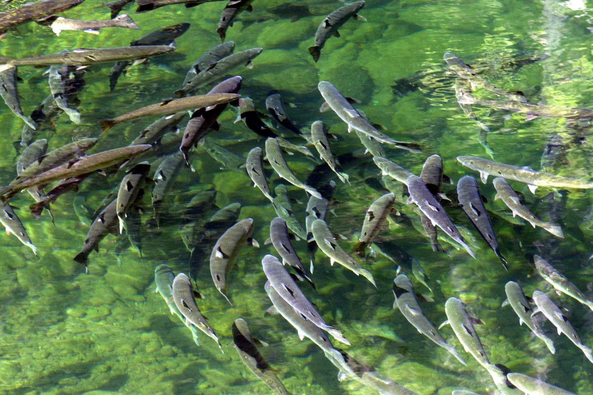 Steelhead trout swim in the Big Bend Pool of Steamboat Creek, a tributary of the North Umpqua River near Steamboat, Ore. (Associated Press)