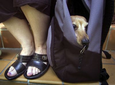 
The Spokesman-Review Nancy Wilson's dachshund, Suzzee, loves to snuggle while traveling in her stylish bag.
 (Christopher Anderson / The Spokesman-Review)