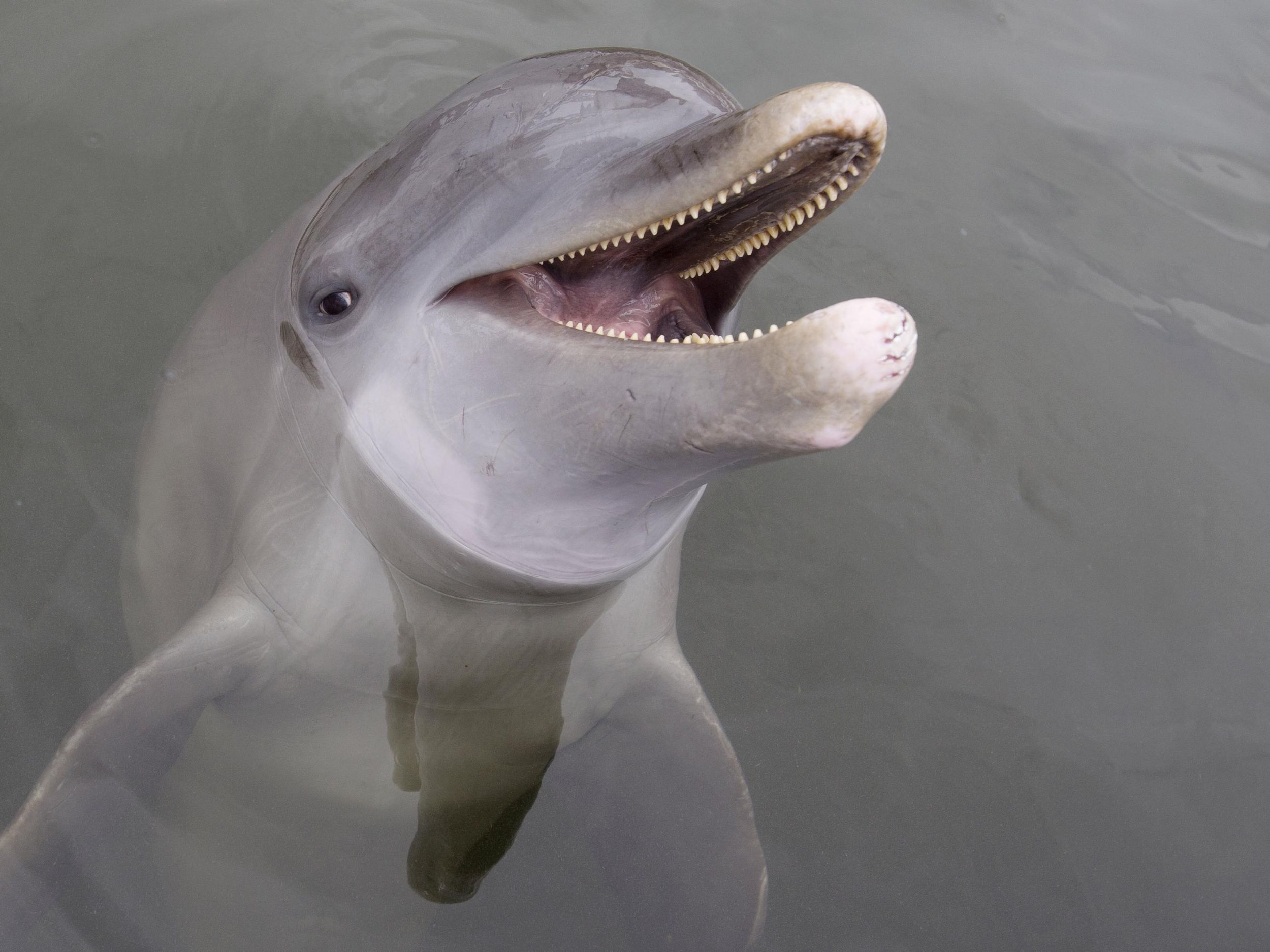 Dolphins Have Different Whistles Based on Their Environment, Smart News