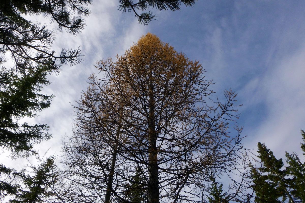 Members of the pine family, deciduous larch shed needle-like leaves after they change from green to yellow in fall. (Rich Landers / The Spokesman-Review)
