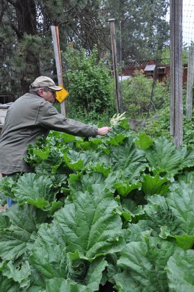 Steve Munts breaks off a rhubarb flower to force the plant to put its energy into the leaves. Rhubarb isn’t only good to eat. Planted in a perennial bed, its large and dramatic leaves add texture to a garden bed. (Pat Munts/For The Spokesman-Review)