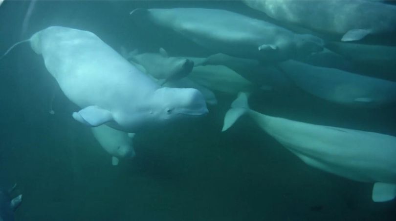 Beluga whales are monitored by a web cam on a research vessel. The images are available to the public online. (explore.org)