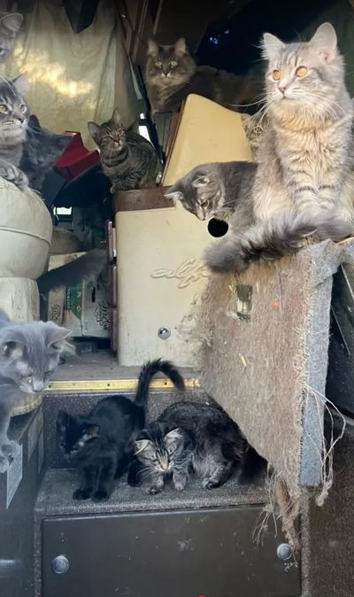 About 80 cats and kittens were seized from a trailer in Graham on Tuesday, Aug. 5, 2025.  (Pierce County sheriff's office)