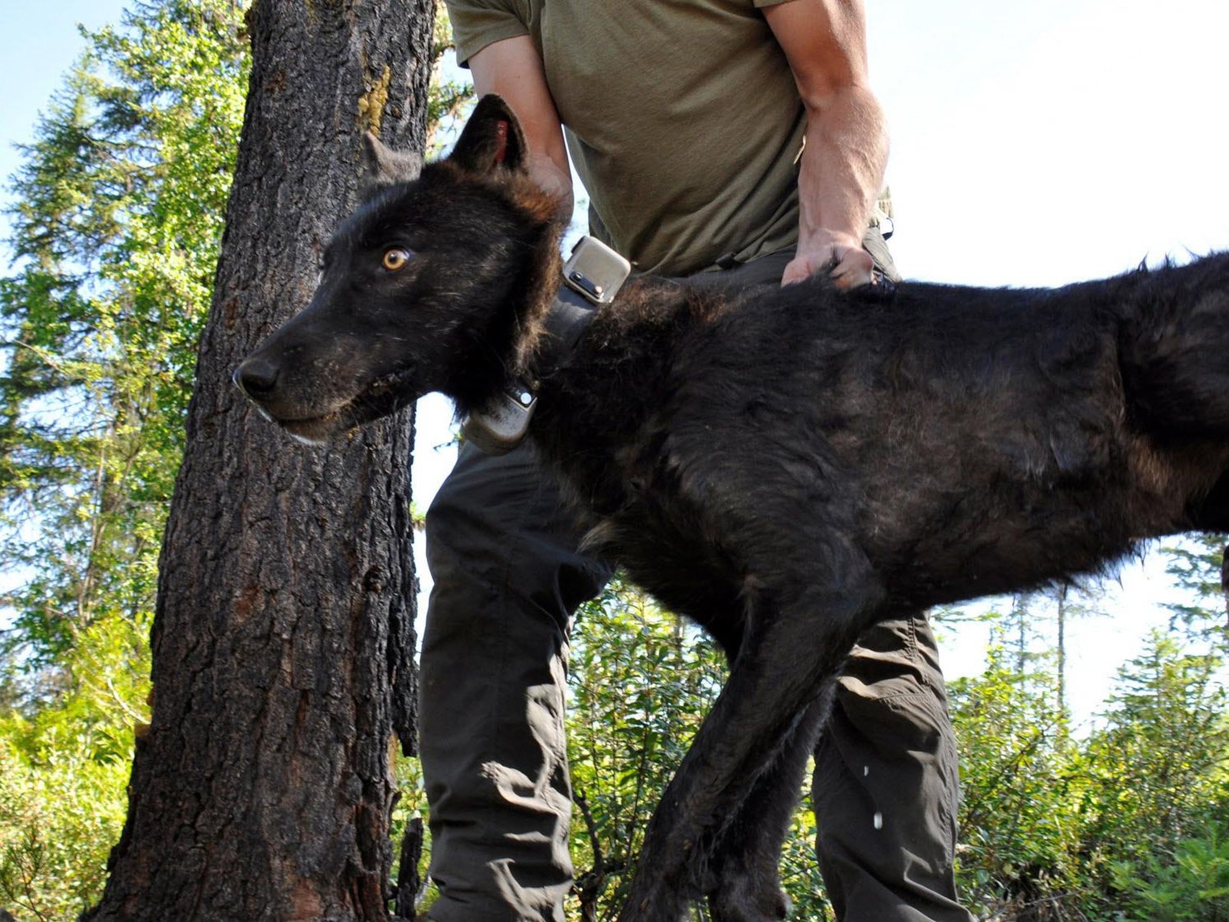 WDFW Orders Lethal Removal in Unnamed Kettle Range Wolf Pack