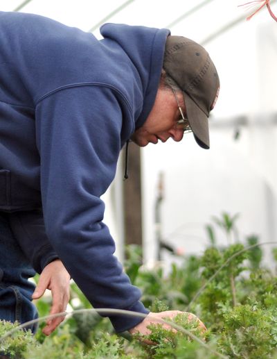 WSU organic farm manager Brad Jaeckel harvests a winter crop of kale Tuesday.