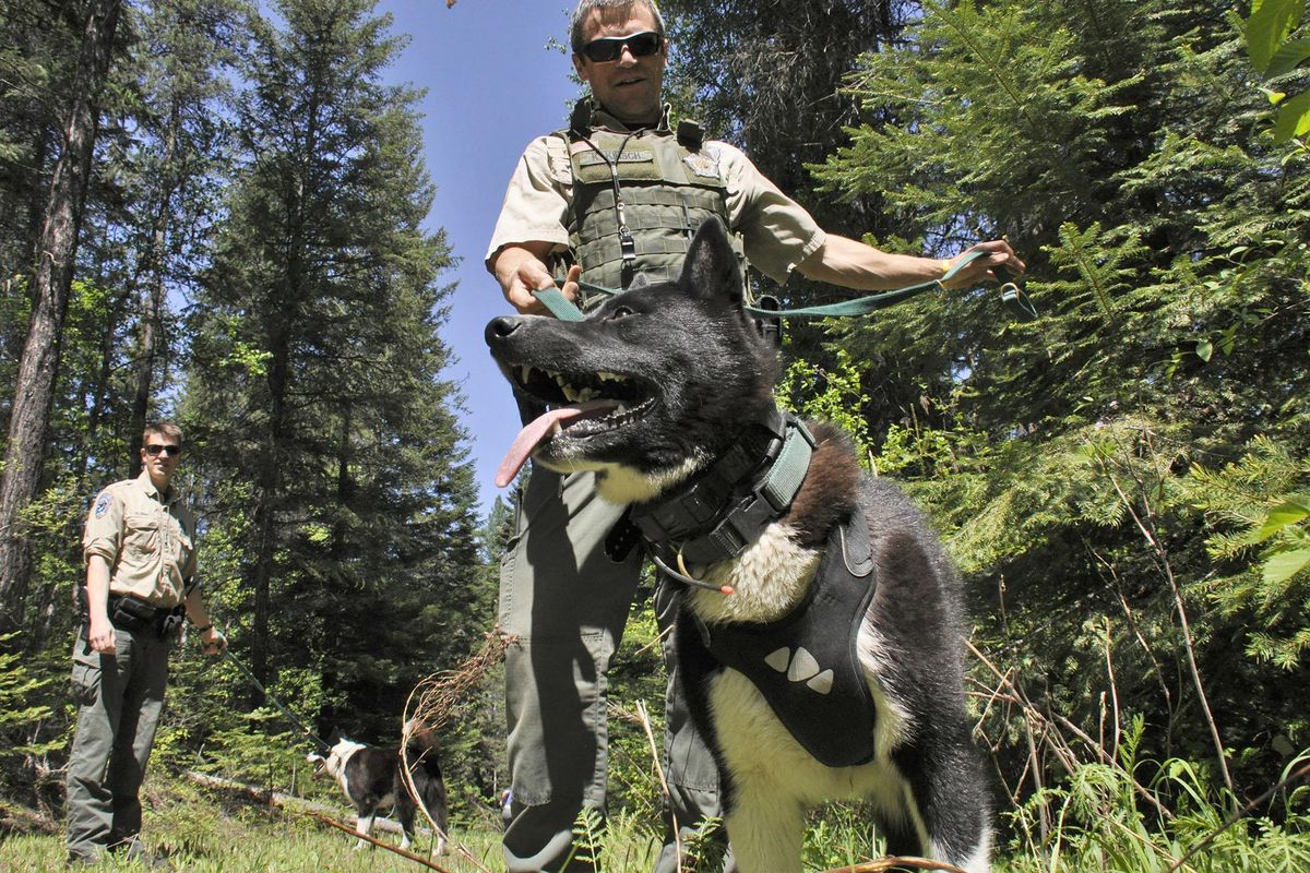 Jax, a 1-year-old Karelian bear dog prepares for a black bear release operation in Pend Oreille County to his handler, Washington Fish and Wildlife Department officer Keith Kirsch. (Rich Landers / The Spokesman-Review)