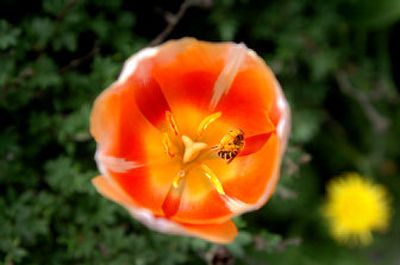 
Enjoy all the tulips and daffodils on the grounds of Arbor Crest Wine Cellars on Fruithill Road in Spokane Valley through the month of May. 
 (File/ / The Spokesman-Review)