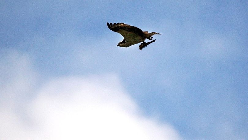 An osprey flies with a partially eaten fish. (The Spokesman-Review)