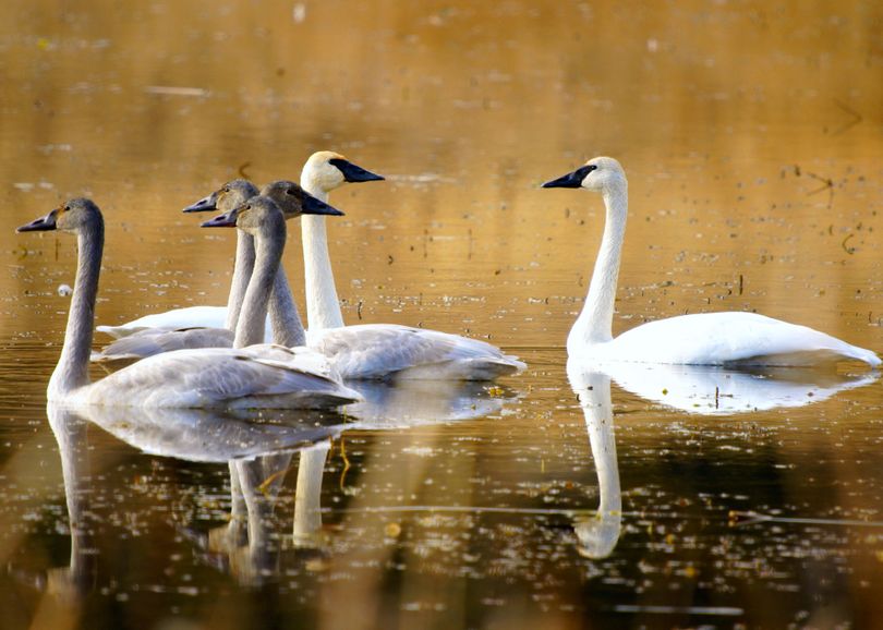 Swans and other waterfowl rest during migrations in the waters of the state-managed Sinlahekin Wildlife Area near Loomis.