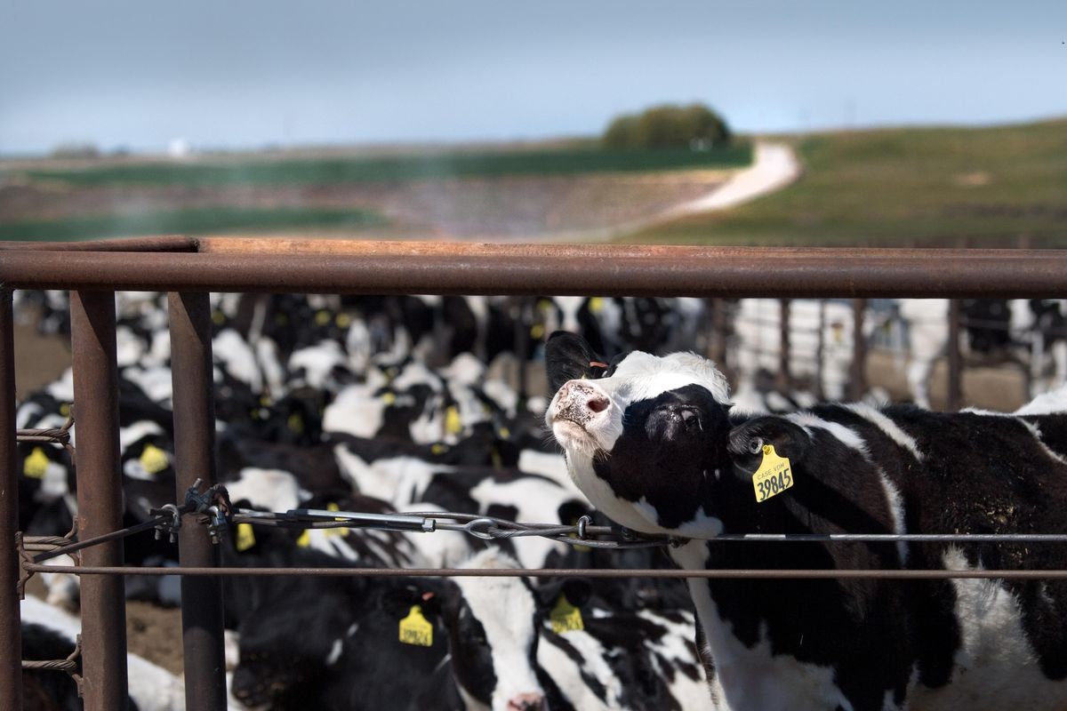 A cow scratches its neck at Coulee Flats Dairy on Wednesday, April 25, 2018, in Mesa, Wash. (Tyler Tjomsland / The Spokesman-Review)