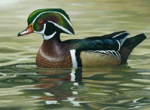 A wood duck graces the 2009 federal junior duck stamp, with artwork by Lily Spang, 16, of Toledo, Ohio. (The Spokesman-Review)