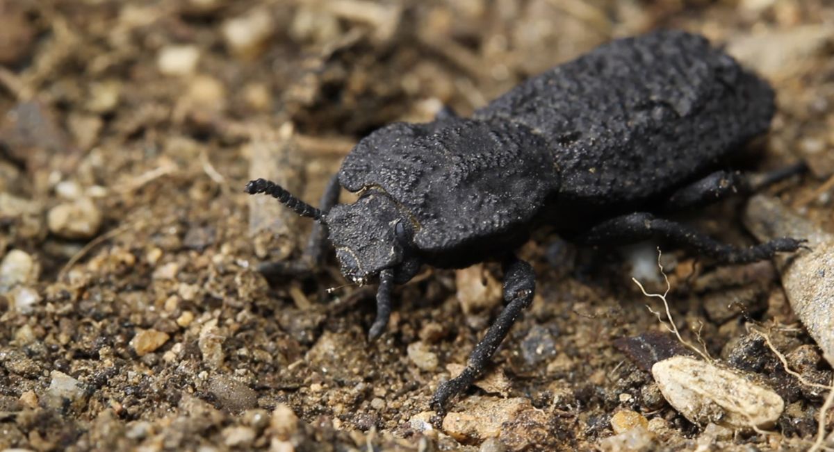 A diabolical ironclad beetle, which can withstand being crushed by forces almost 40,000 times its body weight and are native to desert habitats in Southern California, in 2016.  (Jesus Rivera)