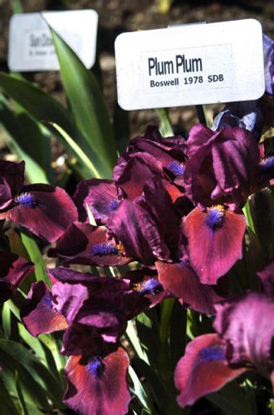 
Irises provide color to many gardens this time of year.
 (Holly Pickett / The Spokesman-Review)