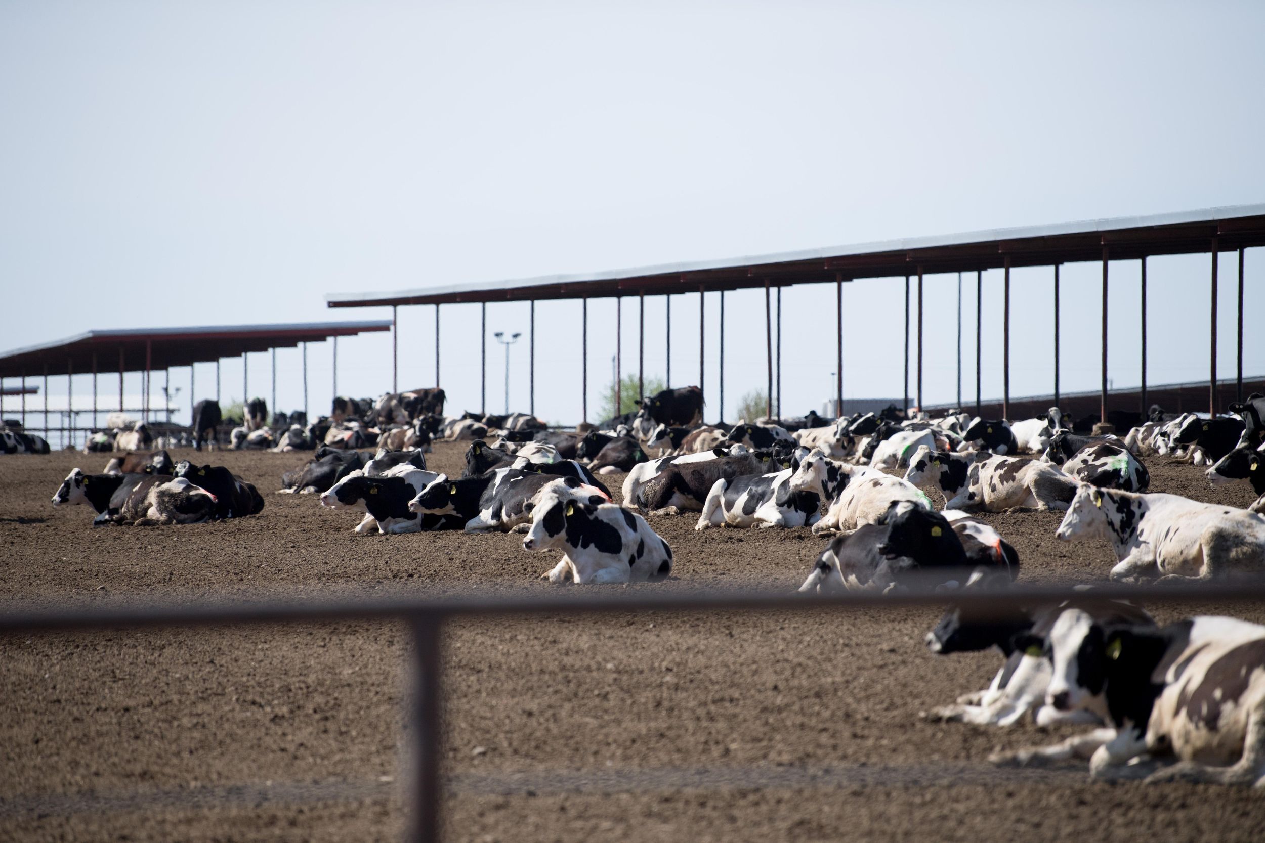 Not your grandparents’ dairy Washington operation shows scale of