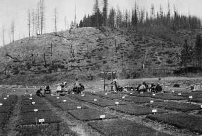 This photo of the Savenac Nursery was taken shortly after the 1910 fires burned the nursery and millions of acres in the Bitterroots. Courtesy of the U.S. Forest Service
 (Courtesy of the U.S. Forest Service / The Spokesman-Review)