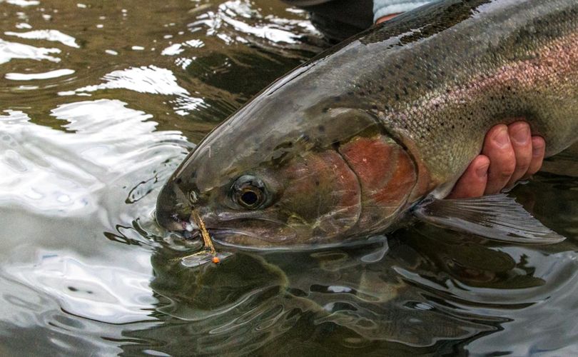 A steelhead is prepared for release after being caught by a fly fisher. (Michael Visintainer / Silver Bow Fly Shop)