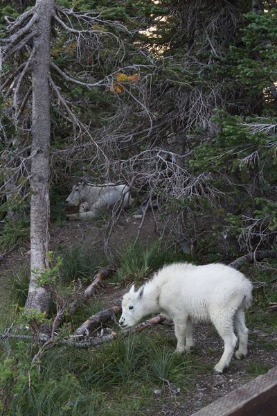 A young mountain goat grazes near Logan Pass at Glacier National Park. Mountain goats generally give birth in May or June.  (Kimberly Lusk/The Spokesman-Review)