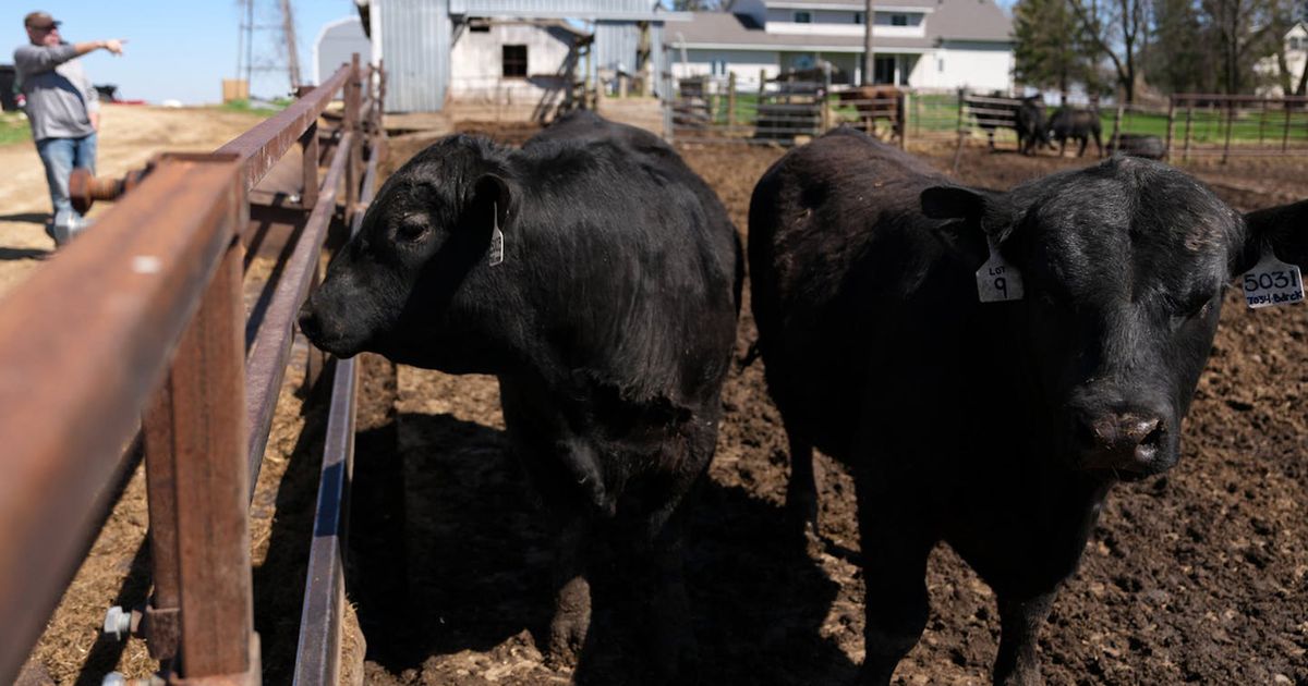 High beef prices drive blame game among farmers, processors and sellers