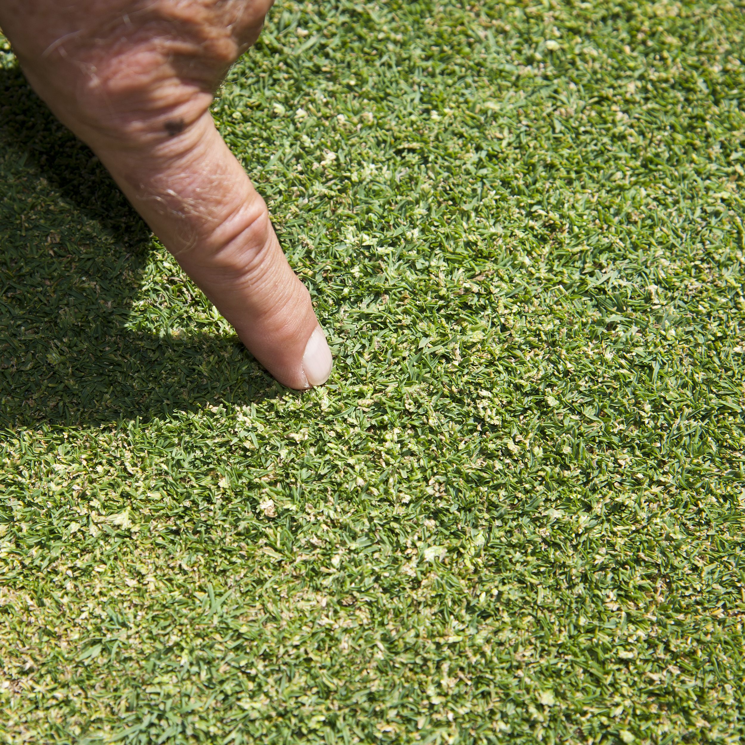 Golf courses' quiet invader is poa annua | The Spokesman-Review
