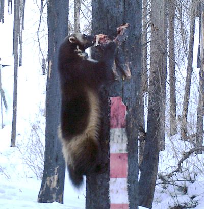 This undated image from a trail camera released by Bitterroot National Forest shows a wolverine feasting on a leg of a road-killed deer that researchers had nailed to a tree at Bitterroot National Forest in Montana.