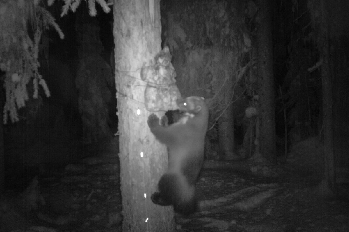 After checking their first round of rare forest carnivore monitoring stations in the first week of January 2012, Idaho Department of Fish and Game biologists discovered a wolverine had been caught on camera in the Selkirk Mountains of North Idaho.  The biologists have confirmed the wolverine visited the station twice.