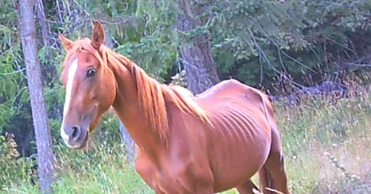 Criminal animal neglect investigation begins after sheriff's office takes 66 horses off Latah County property