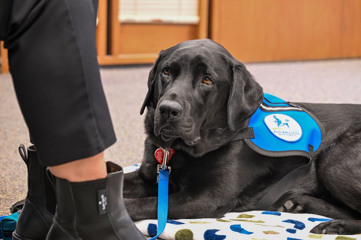 O’Malley is the Spokane County Courthouse facility dog, supervised by the county prosecutor’s office to help with people in stressful situations, often with victims of crime during interviews and in court proceedings. (Jesse Tinsley/The Spokesman-Review)