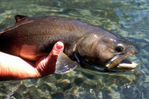 
   The bull trout is listed as a threatened species in the continental United States.  
 (File/Associated Press / The Spokesman-Review)