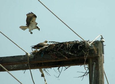 
An osprey returns to its nest on a power pole near Seltice and Chase Road in Post Falls recently.  Ospreys sometimes include baling twine in their nests, but the twine can entangle adult and juvenile birds, causing their death.
 (Jesse Tinsley / The Spokesman-Review)