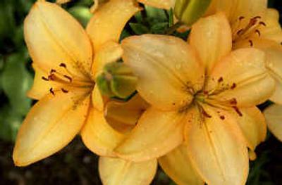 
Tiger lilies put on a colorful display during the heart of summer. 
 (Files photos/ / The Spokesman-Review)