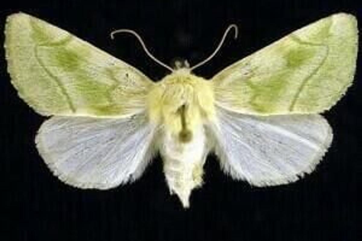 The elder moth is common in the Spokane area.  (Idaho Fish and Game)