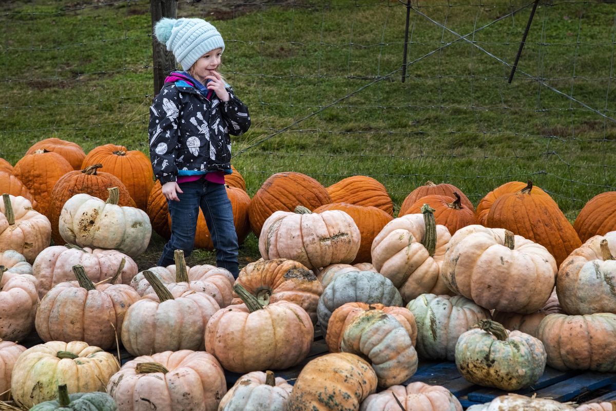 Evelynn Child, 4, tries to make a decision on which pumpkin she wants to take home at Beck