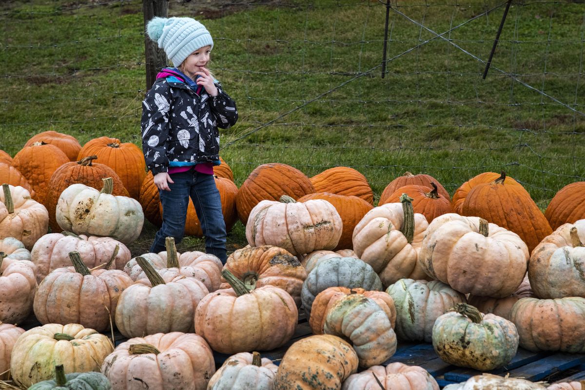 Designer Pumpkins for the Fashionista - Green Acres Meets Paris