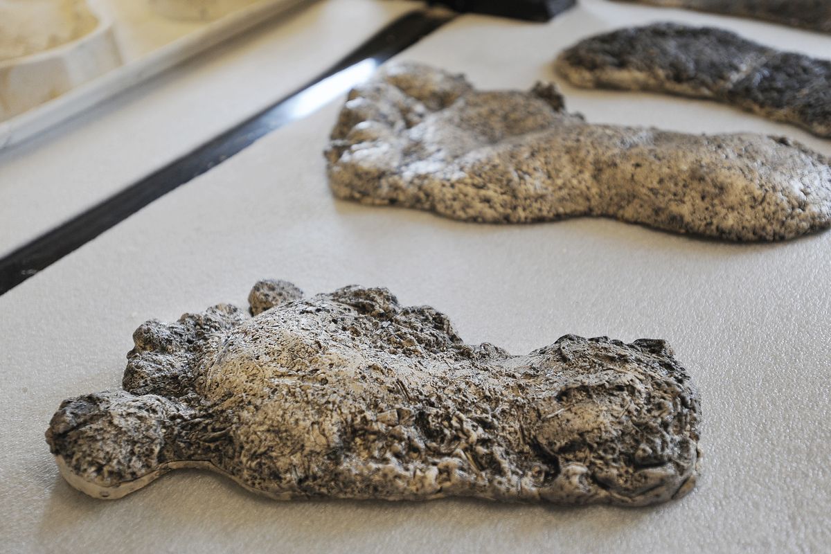 Several so-called sasquatch foot casts lie on a counter in Jeff Meldrum’s office at ISU in Pocatello. Meldrum has more than 200 similar molds. (Associated Press)