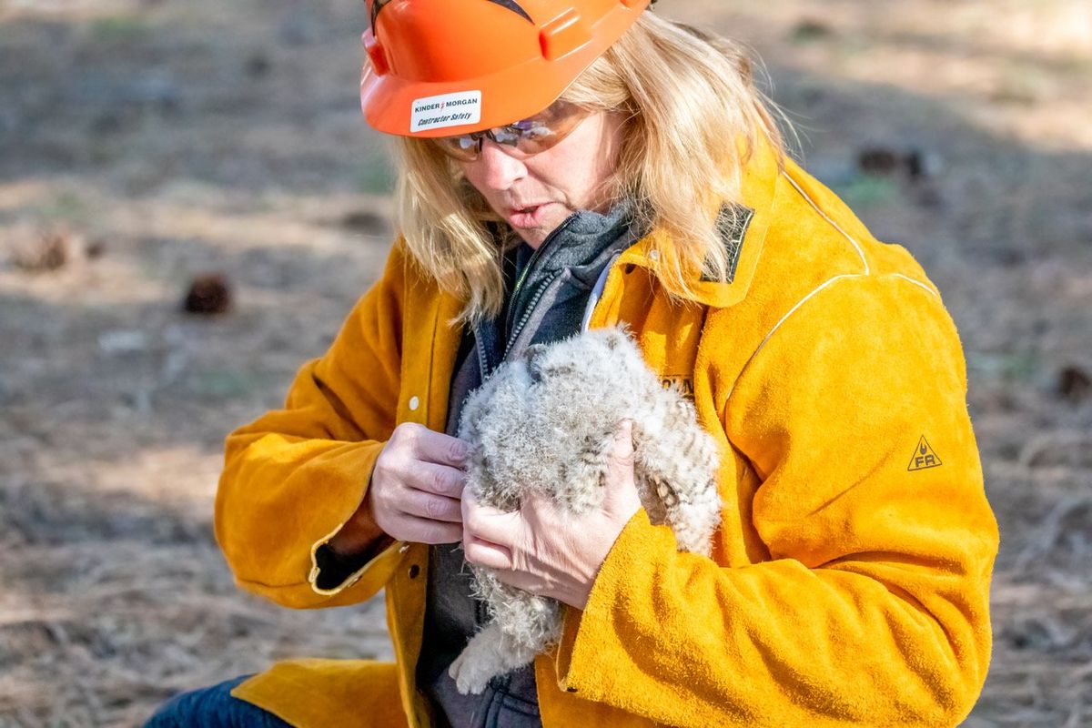 Tina Penny, a volunteer with the Spokane Audubon Society, works  (Courtesy of Allie Raye)