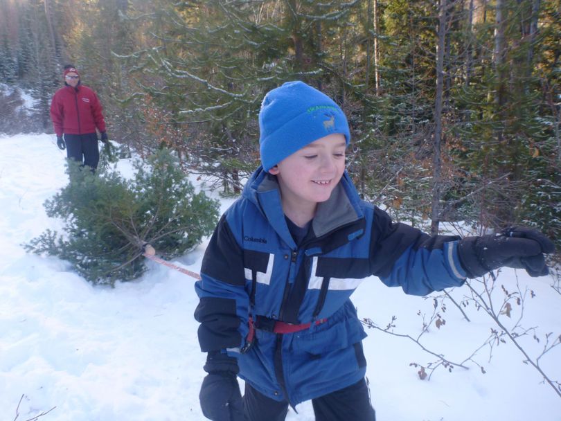 Aidan Long puts his muscle into bringing home the Monana family's 2011 Christmas tree. (Courtesy photo)