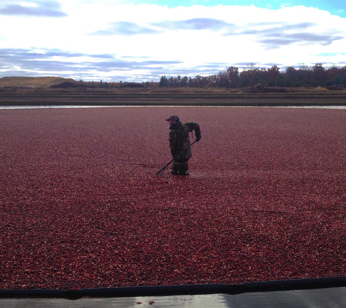 Travel Wisconsin's Cranberry Harvest is a Sign of the Season The