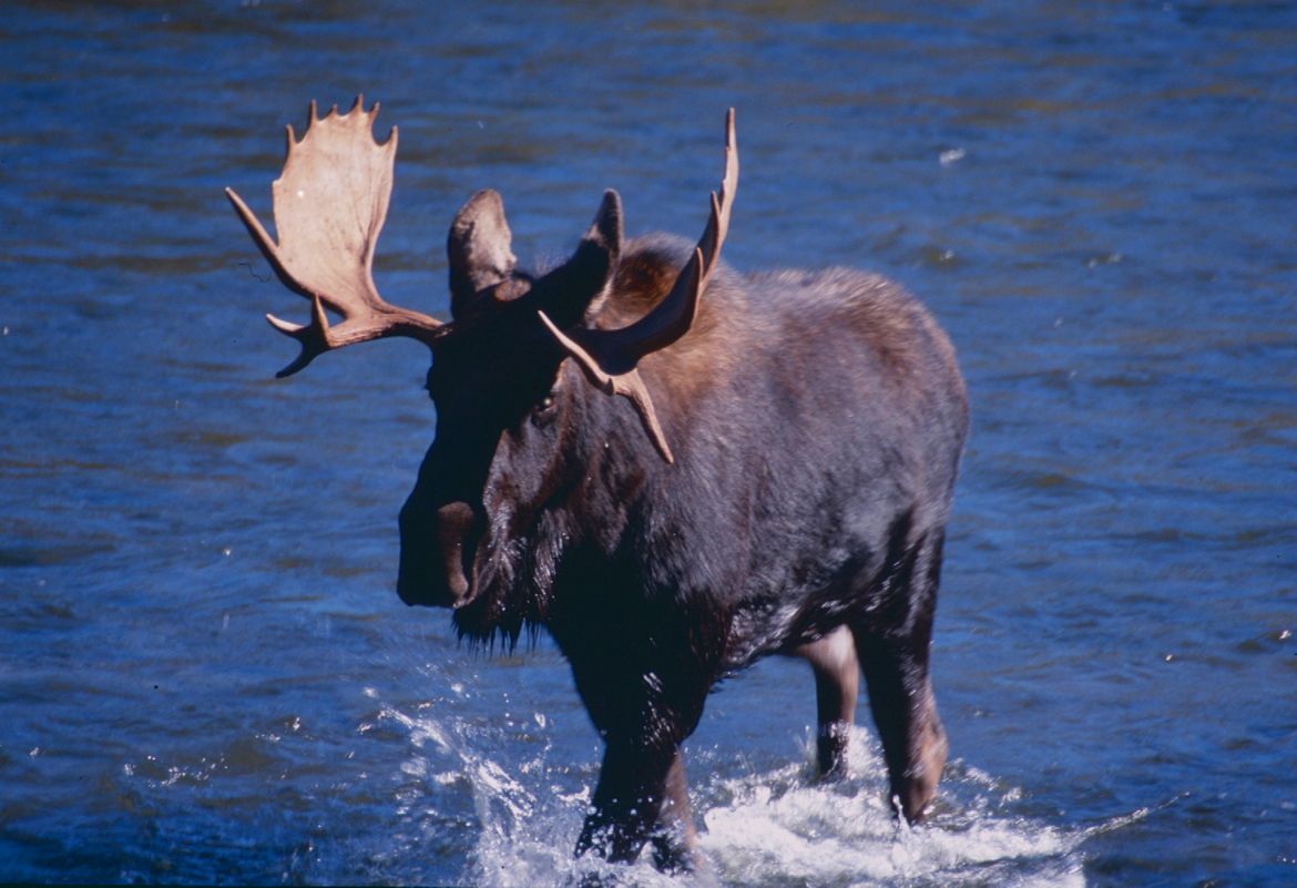 First-ever recorded moose sighting in Mount Rainier National Park | The ...