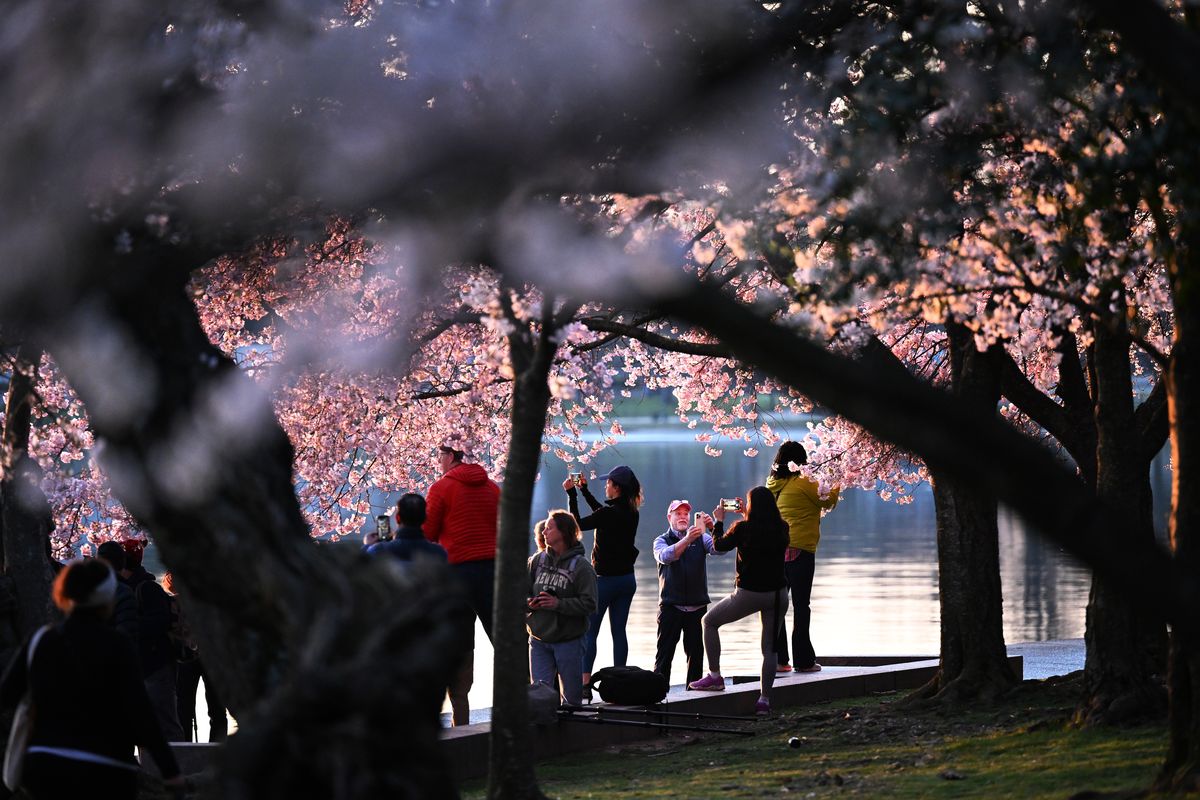 People are framed by blooming cherry blossoms along the Tidal Basin at sunrise on Sunday in Washington. MUST CREDIT: Matt McClain/The Washington Post  (Matt McClain/The Washington Post)
