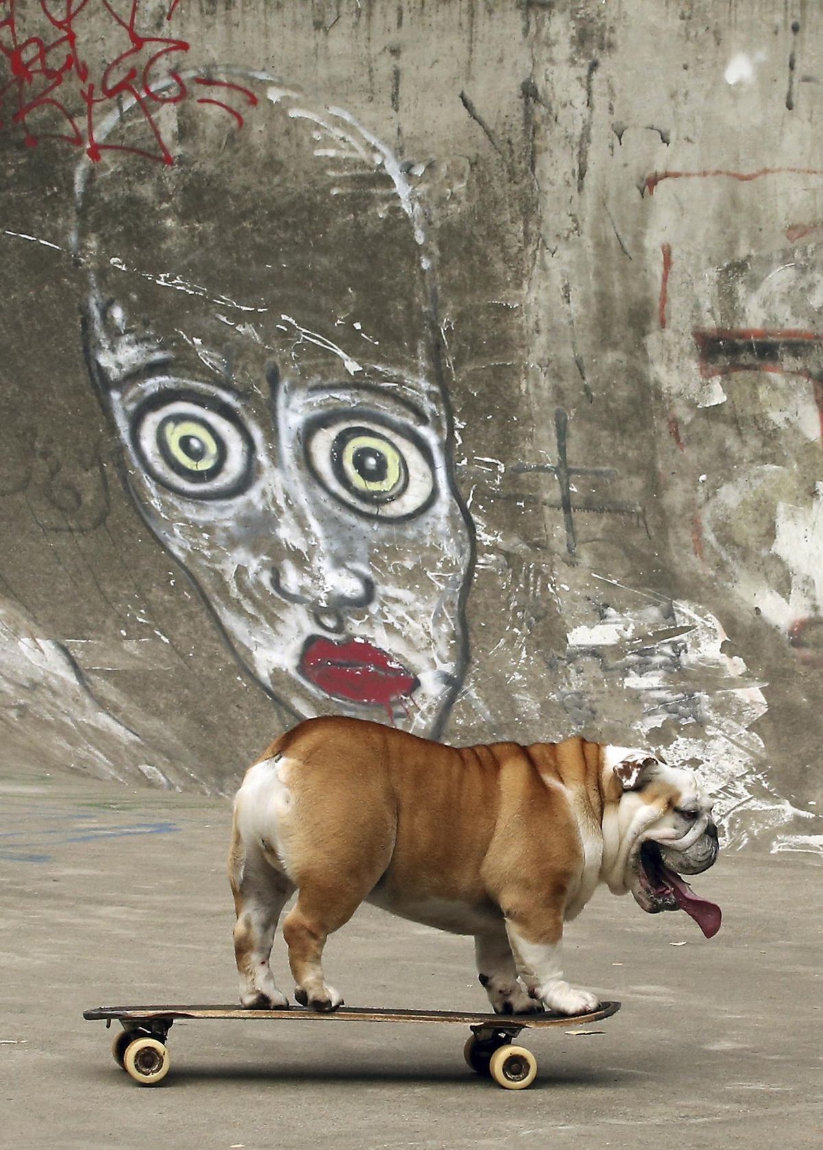 In this Friday, July 28, 2017, photo, George the bulldog rides a skateboard at Strawberry Hill Park on Bainbridge Island, Wash. Hes been skating since he was a puppy. (Meegan M. Reid / APKitsap Sun)