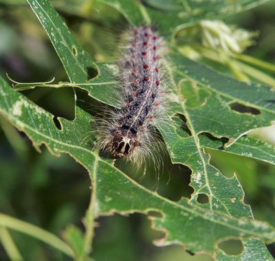 In this 2007 file photo, a gypsy moth caterpillar crawls along partially eaten leaves of a tree. (Mel Evans / Associated Press)