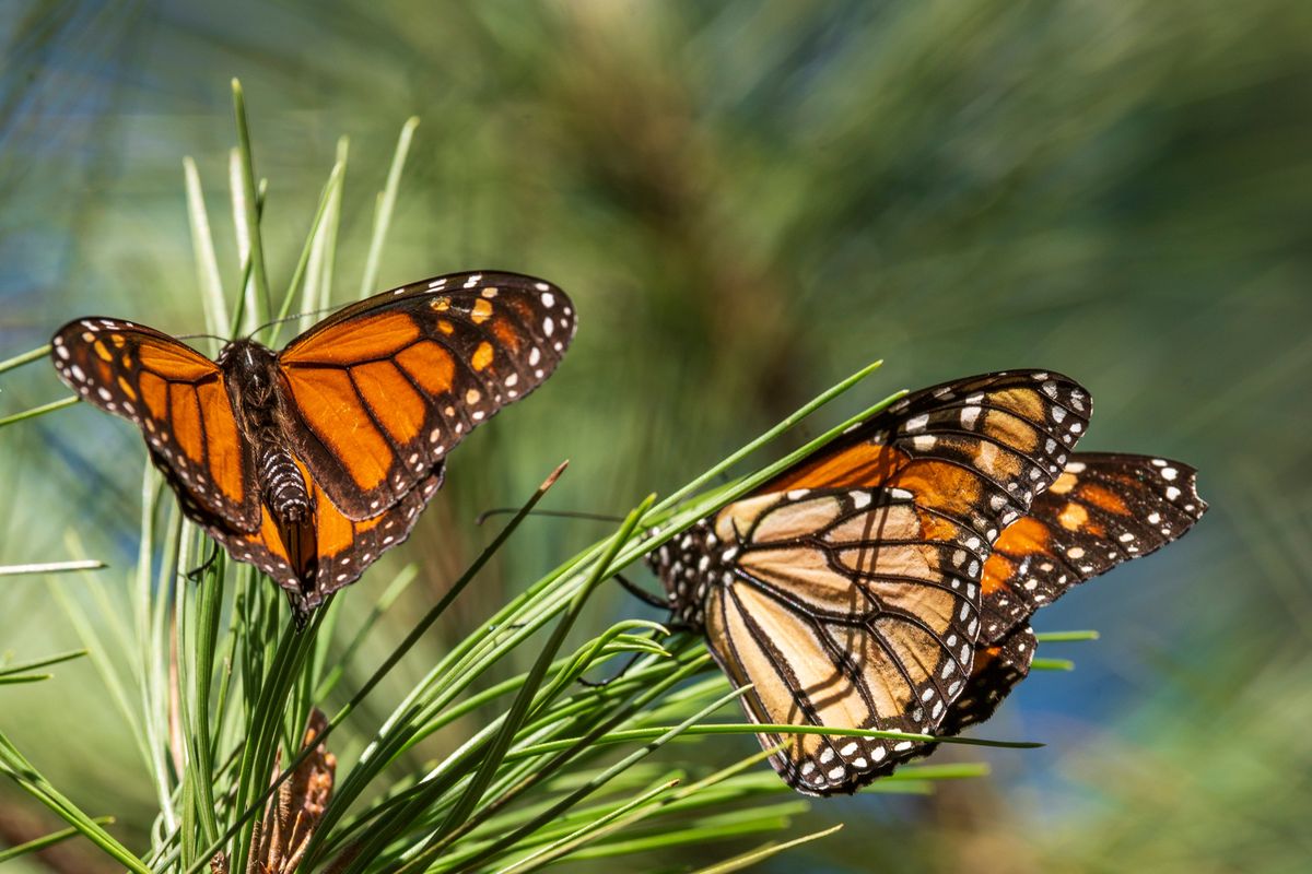 Butterflies land on branches on Nov. 10 at Monarch Grove Sanctuary in Pacific Grove, Calif.  (Nic Coury)
