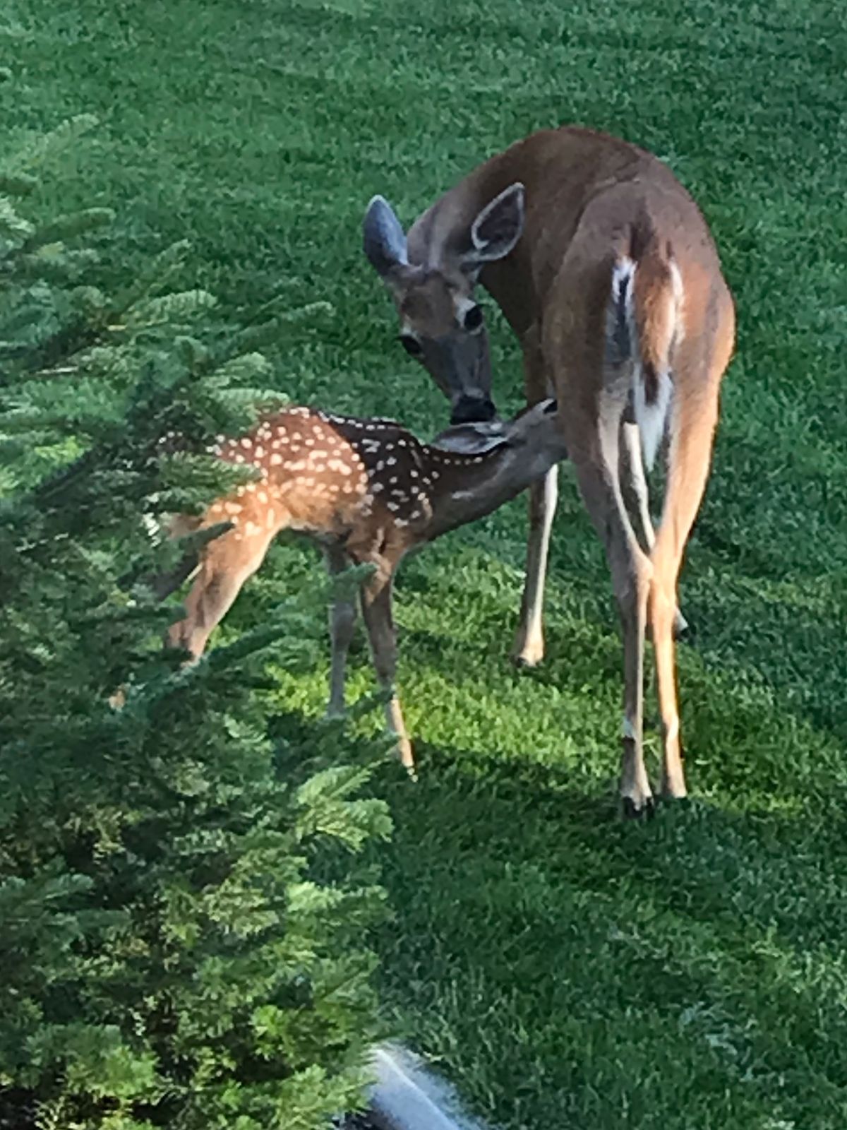 The same Mama deer pauses before leaving the Pettits’ front yard to nurse one of her twin fawns nearby.  (Stefanie Pettit/For The Spokesman-Review)