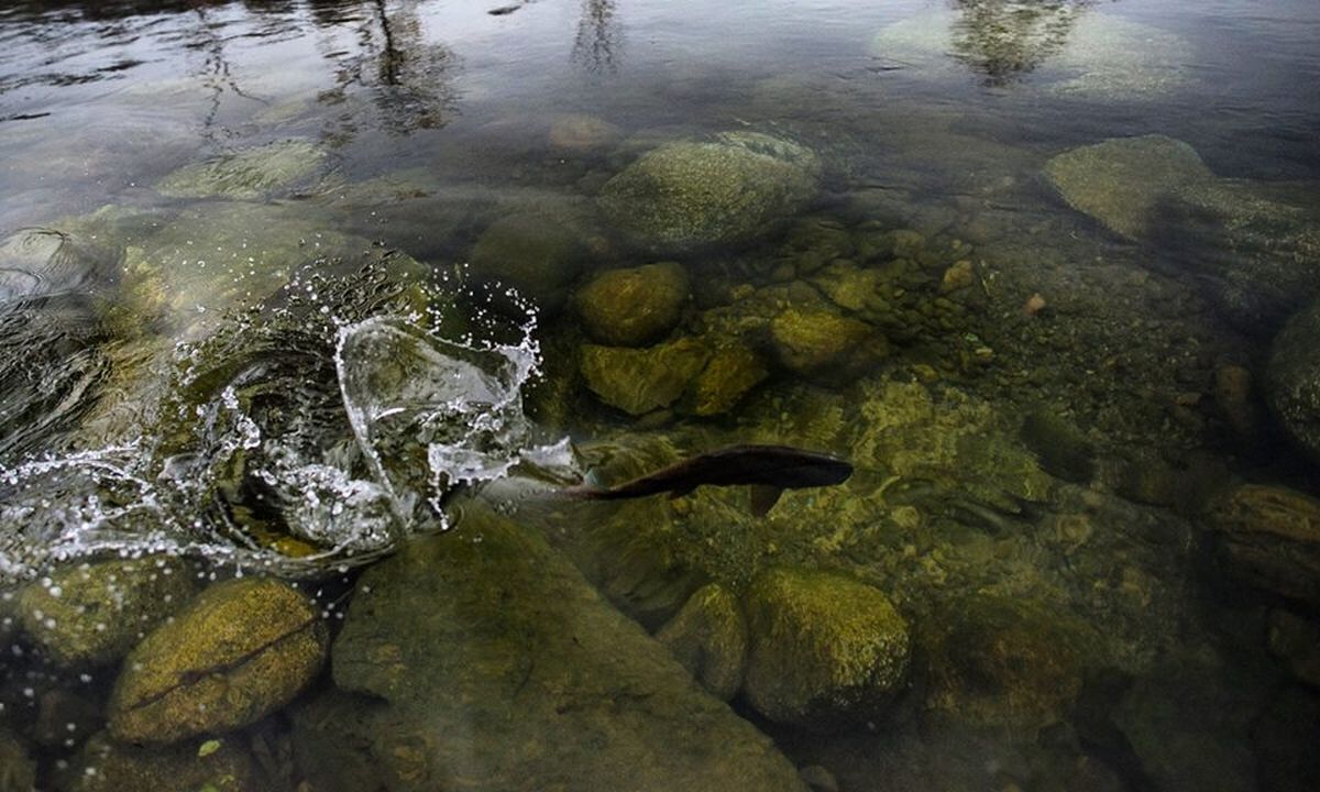 Spokane River is year-round attraction for local fly fisher