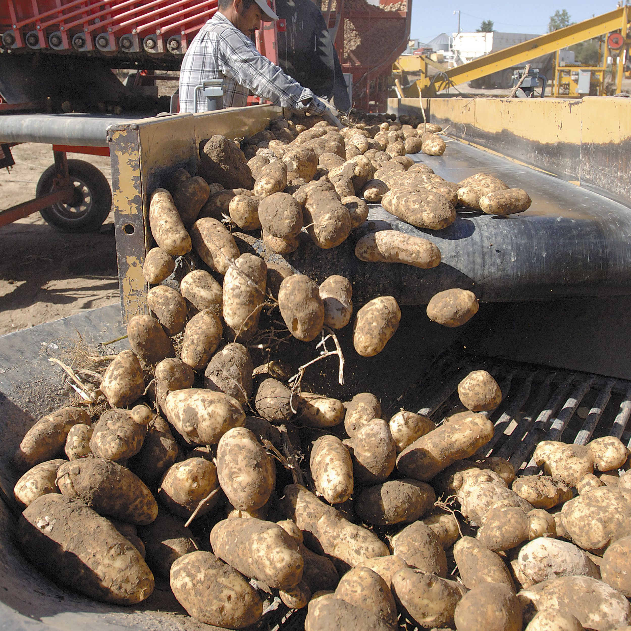 Russet potatoes a source of pride | The Spokesman-Review