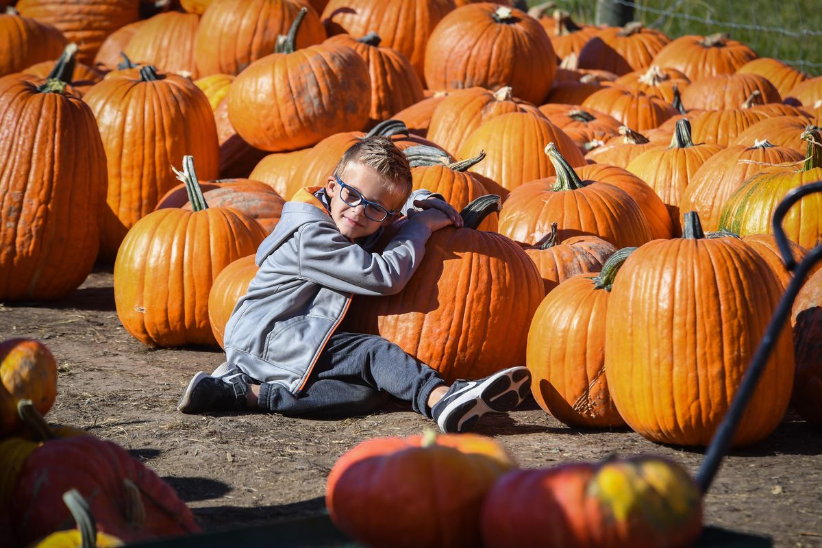 Logan Marquardt, 5, of Spokane, found his special pumpkin and would not let go, Friday, Oct. 19, 2018, at Beck’s Harvest House on Green Bluff. (Dan Pelle / The Spokesman-Review)