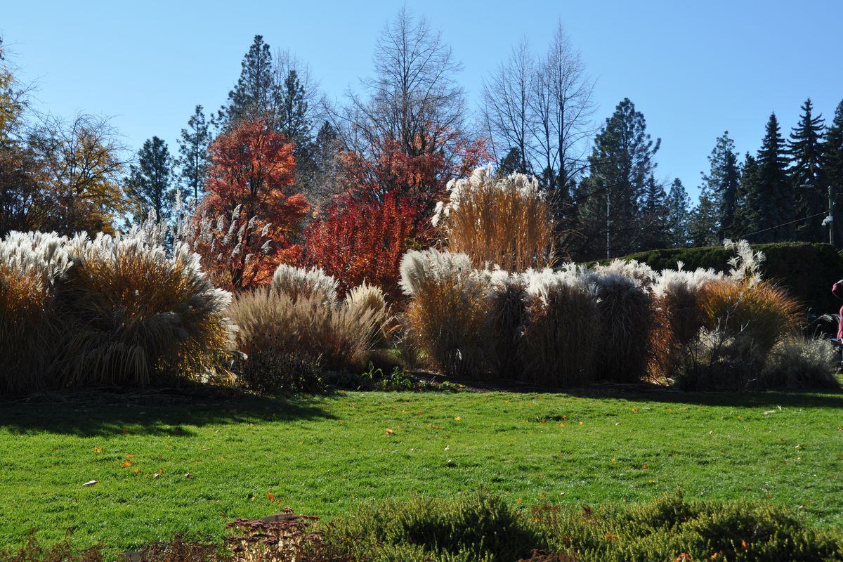 Ornamental grasses backlit by the fall sunshine glow in Manito Park’s Ferris Perennial gardens. Most of the grasses in these beds belong to the Miscanthus family and have a wide range of heights and fall colors.  (Pat Munts/For The Spokesman-Review)