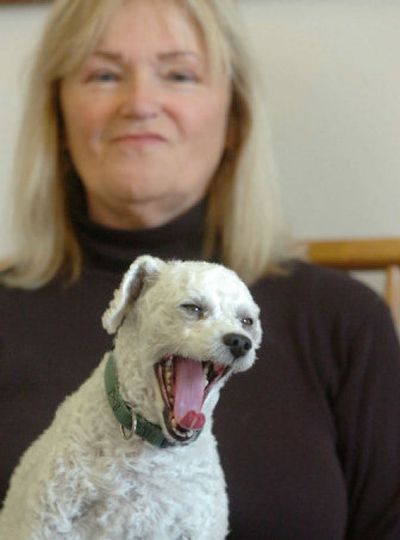 
Skeeter, a narcoleptic toy poodle, yawns while sitting on the lap of his owner, Shari Henderson, Tuesday in Pocatello, Idaho. 
 (Associated Press / The Spokesman-Review)