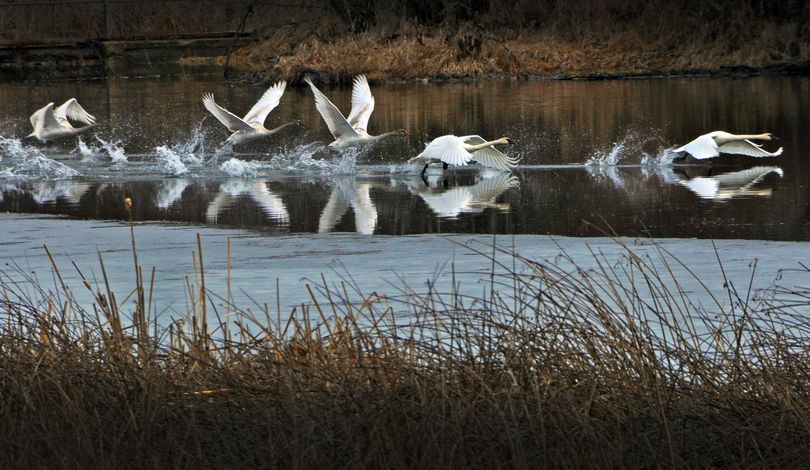 Solo, the trumpeter swan that’s been returning to Turnbull National Wildlife Refuge south of Cheney for at least 35 years and possibly up to 48, takes off from Winslow Pond after returning to the season’s first ice-free water on the refuge on Jan. 25, 2010. He’s with his mate and the first cygnets hatched on the refuge in 22 years. (Rich Landers / The Spokesman-Review)
